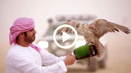 Young man lifting falcon