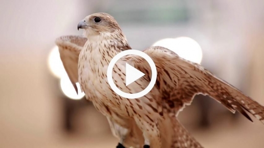 Falcon spreading its wings