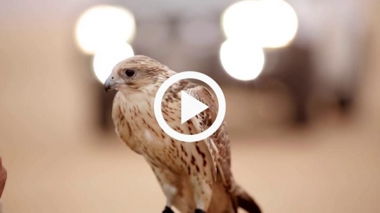 Hand caressing falcon