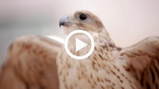 Falcon proudly spreading wings