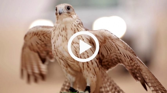 Falcon proudly spreading wings