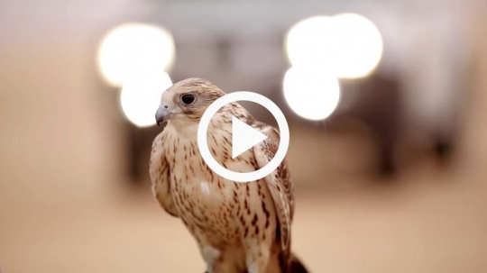 hand caressing chest of falcon