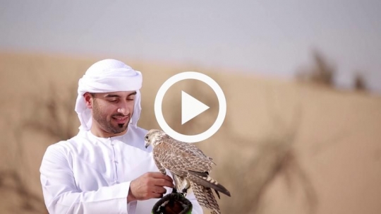 Young man caressing falcon chest