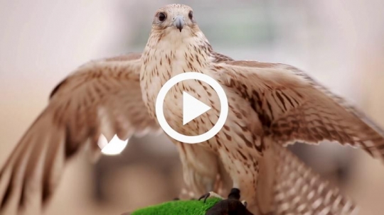Close-up of falcon spreading wings
