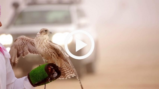 Young man carrying falcon