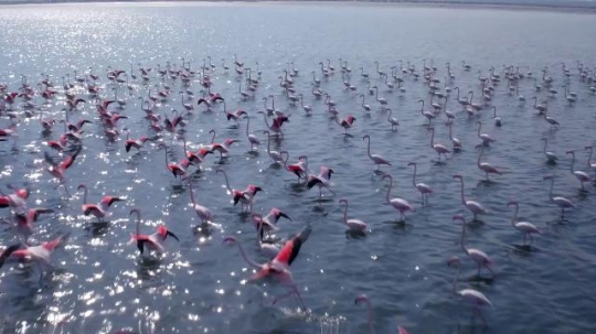 Kuwait Flamingos|-