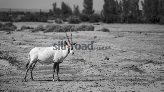 Arabian Oryx in the Azraq Desert (Black & White)