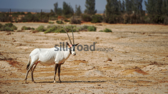 Arabian Oryx in the Azraq Desert (Black & White)