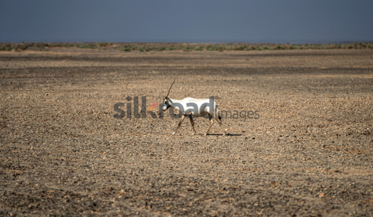 Arabian Oryx in the Azraq Desert of Jordan