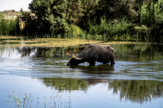 Buffalo Grazing in Azraq Wetlands, Jordan
