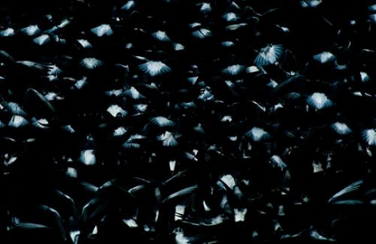 flock of birds flying in the s