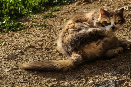 cat lying on a field