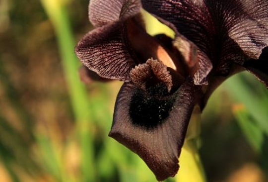 a closeup of black iris flowers
