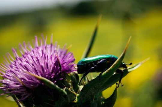 trypocopris vernalis on flower