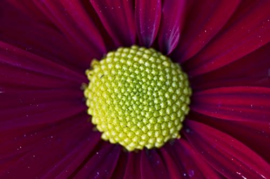 close up of a daisy flower