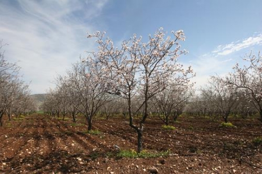 almond trees