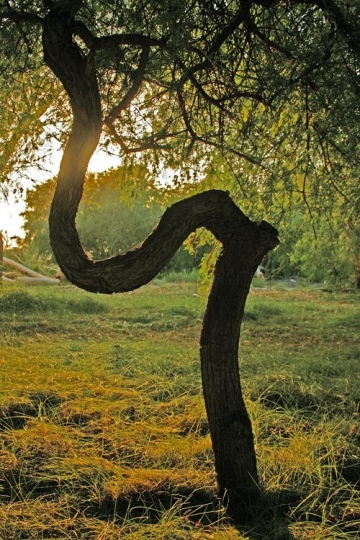 tree branch in the wilderness