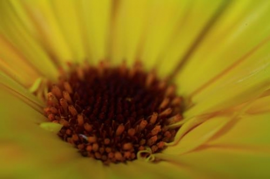 daisy close up