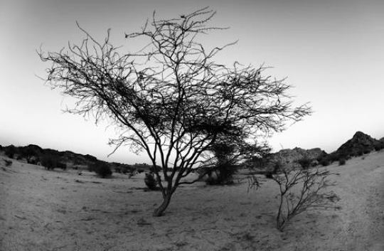Desert Tree