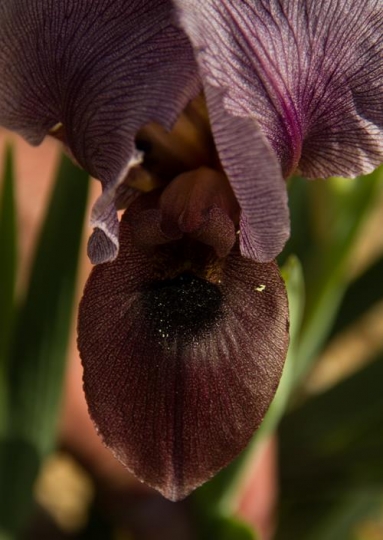 a closeup of black iris flowers