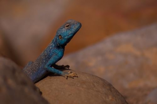blue agama lizard in wadi rum desert