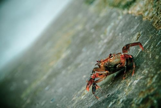 red crab on sand at beach 