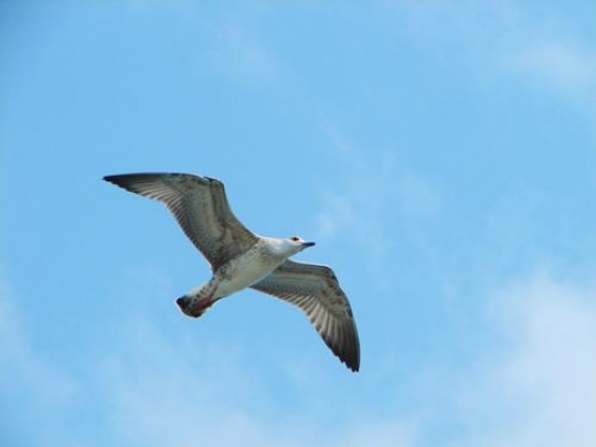 The sky is the limit