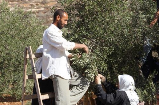 olive harvest