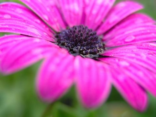 close-up image for diasy flower