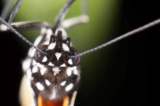 butterfly larva close up