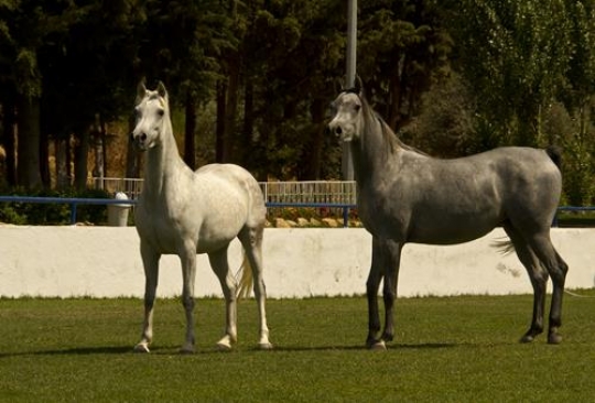 horses at the meadow with green grass