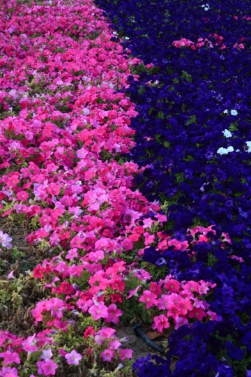 pink and purple flowers in a garden