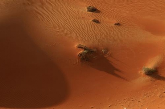 desert dunes and thorn bushes