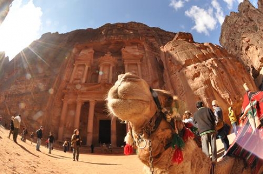 bedouin camel rests near the t