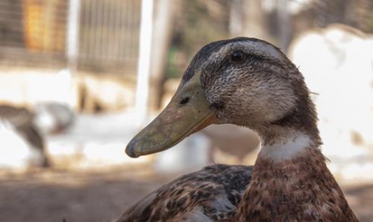 the mallard(Anas platyrhynchos)