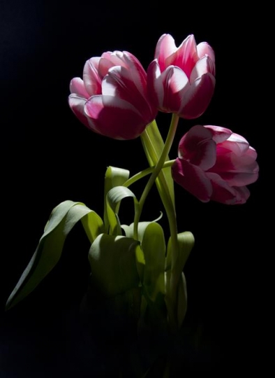 Tulips