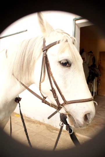 close u on a horses head