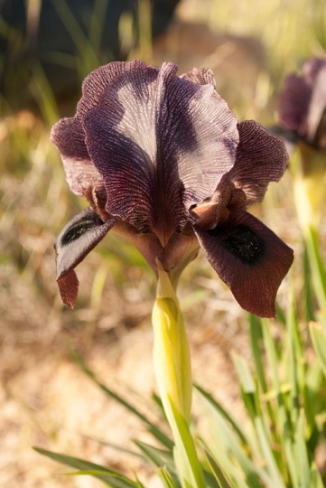 black iris flowers