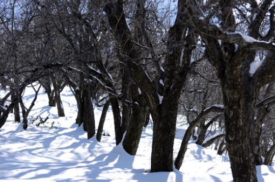 Trees and Snow