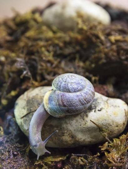 land snail on the rock