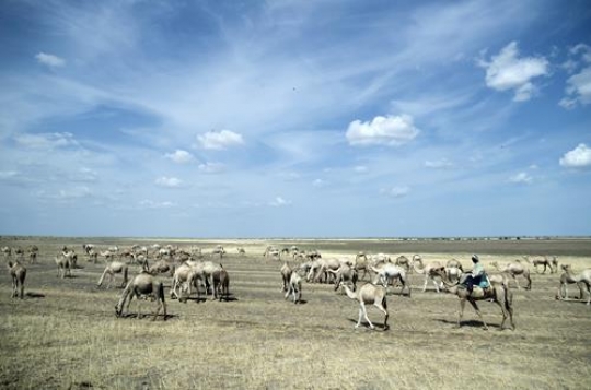 camels in the desert