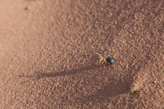 black bug on Red sandy dunes, Wadi rum, Jordan