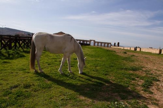 horse grazing in hippodrome in