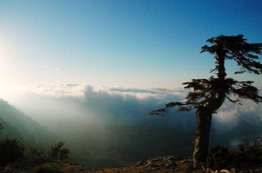 The Risig Cedars of Tripoli