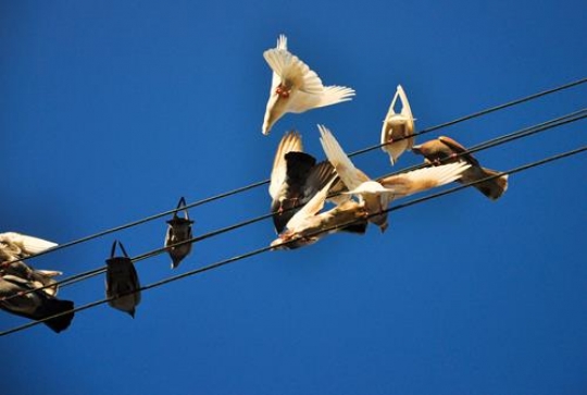 Pigeons