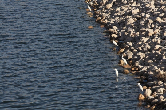 Migratory Birds by the Karama Dam