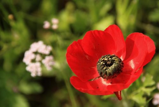Beautiful red anemone flower in the field