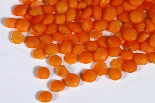 Lentils Grains