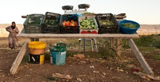 farmer in galilee,palestine