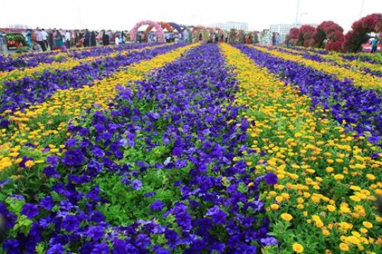 flowers and daisy variety line